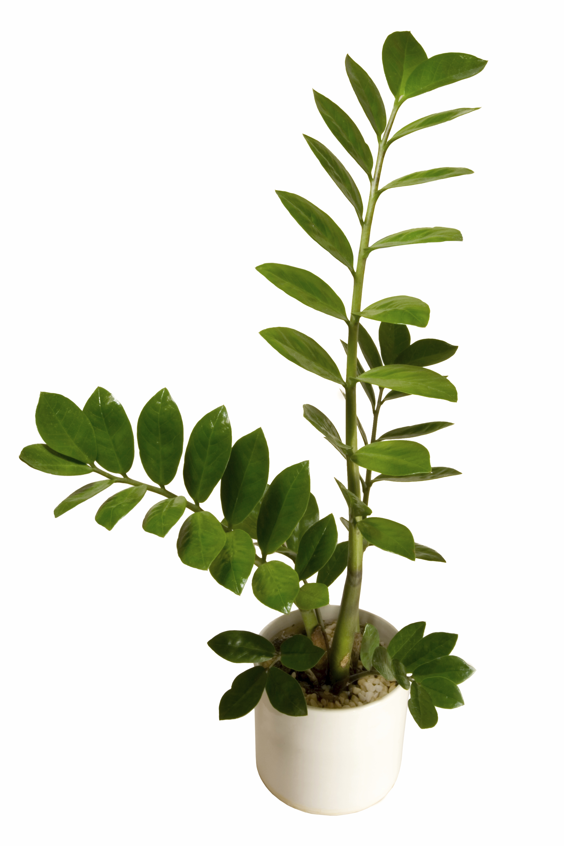 Perfect for beginners, ZZ plant excels in nearly any spot — from dark corners to kitchen windows.