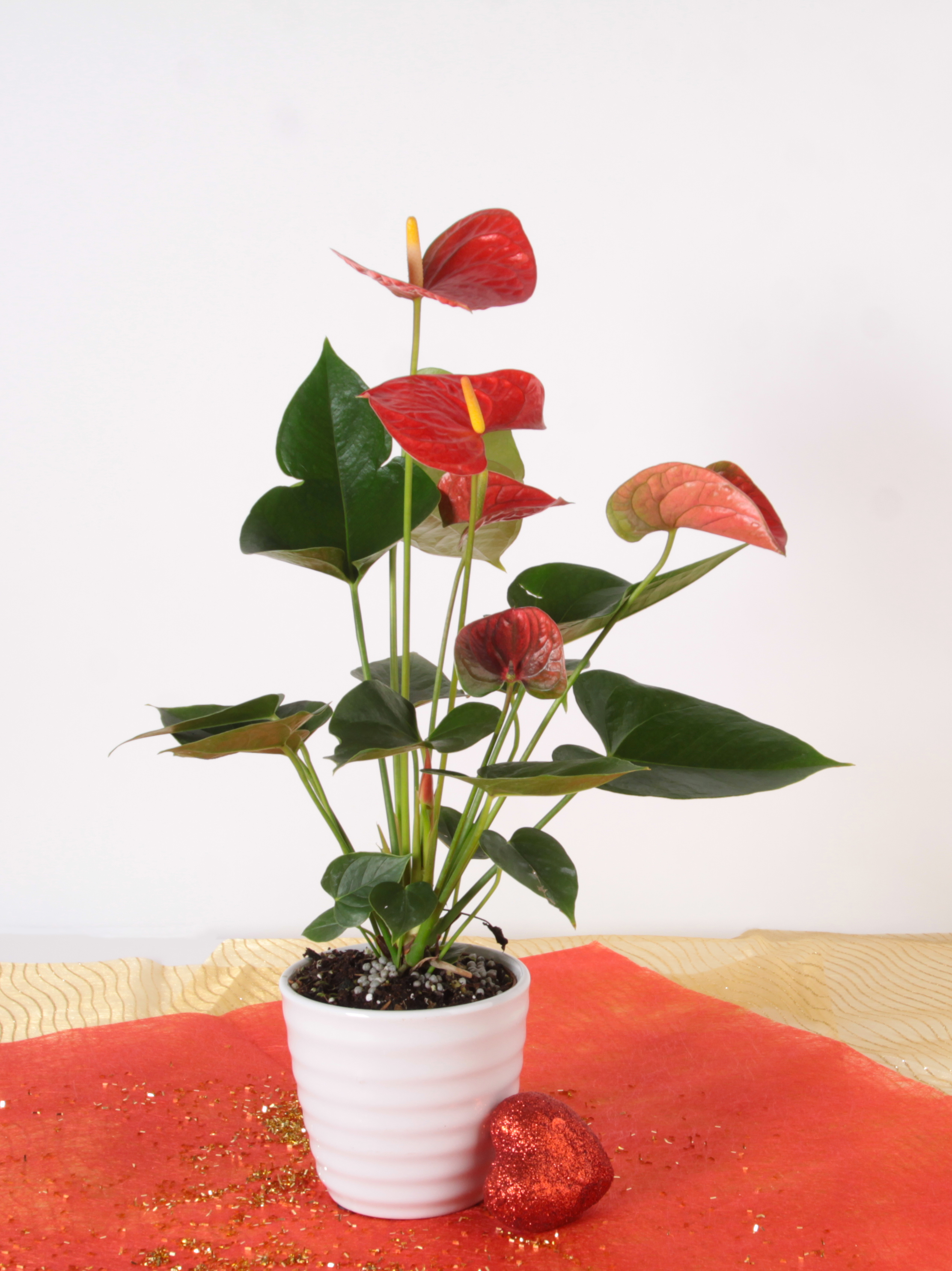 Show your love with a plant that has heart-shaped leaves and flowers! Anthuriums bloom in festive shades of red and pink, as well as white, purple, orange, and other tones.