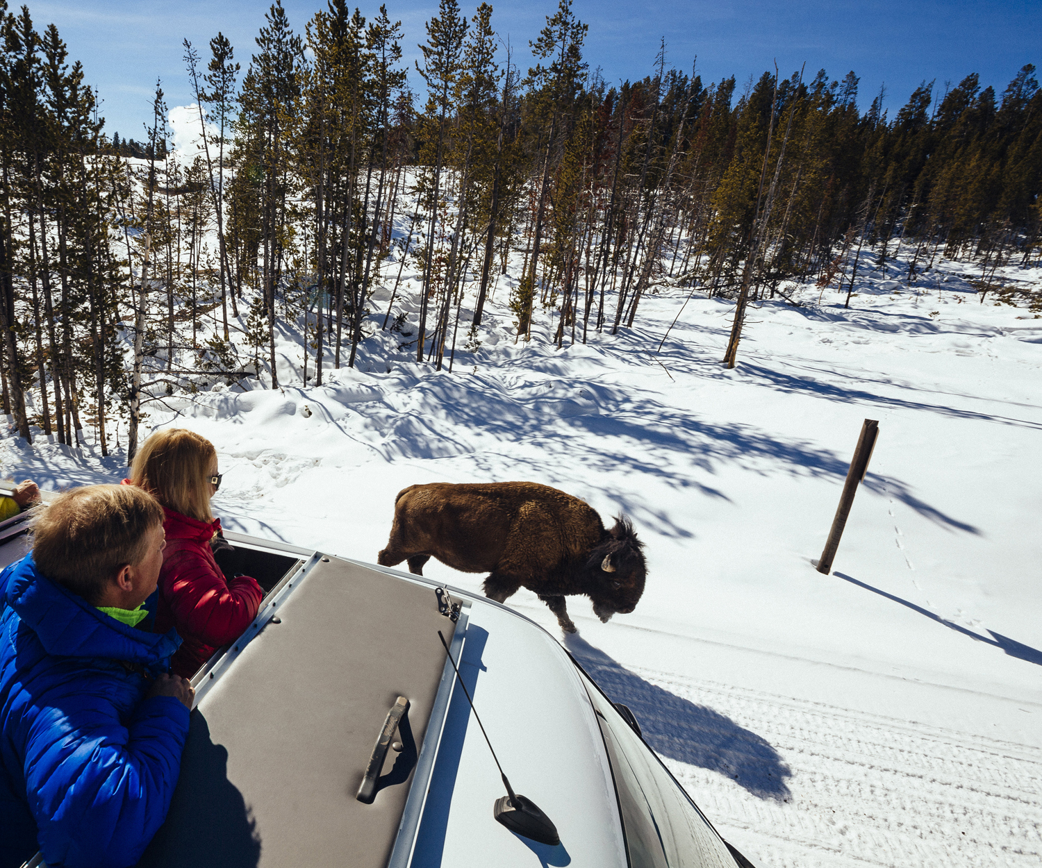 The Old Faithful winter trip from Wildlife Expeditions can spot wildlife such as bison while traveling through Yellowstone National Park’s stunning landscapes (photo by Jay Goodrich).