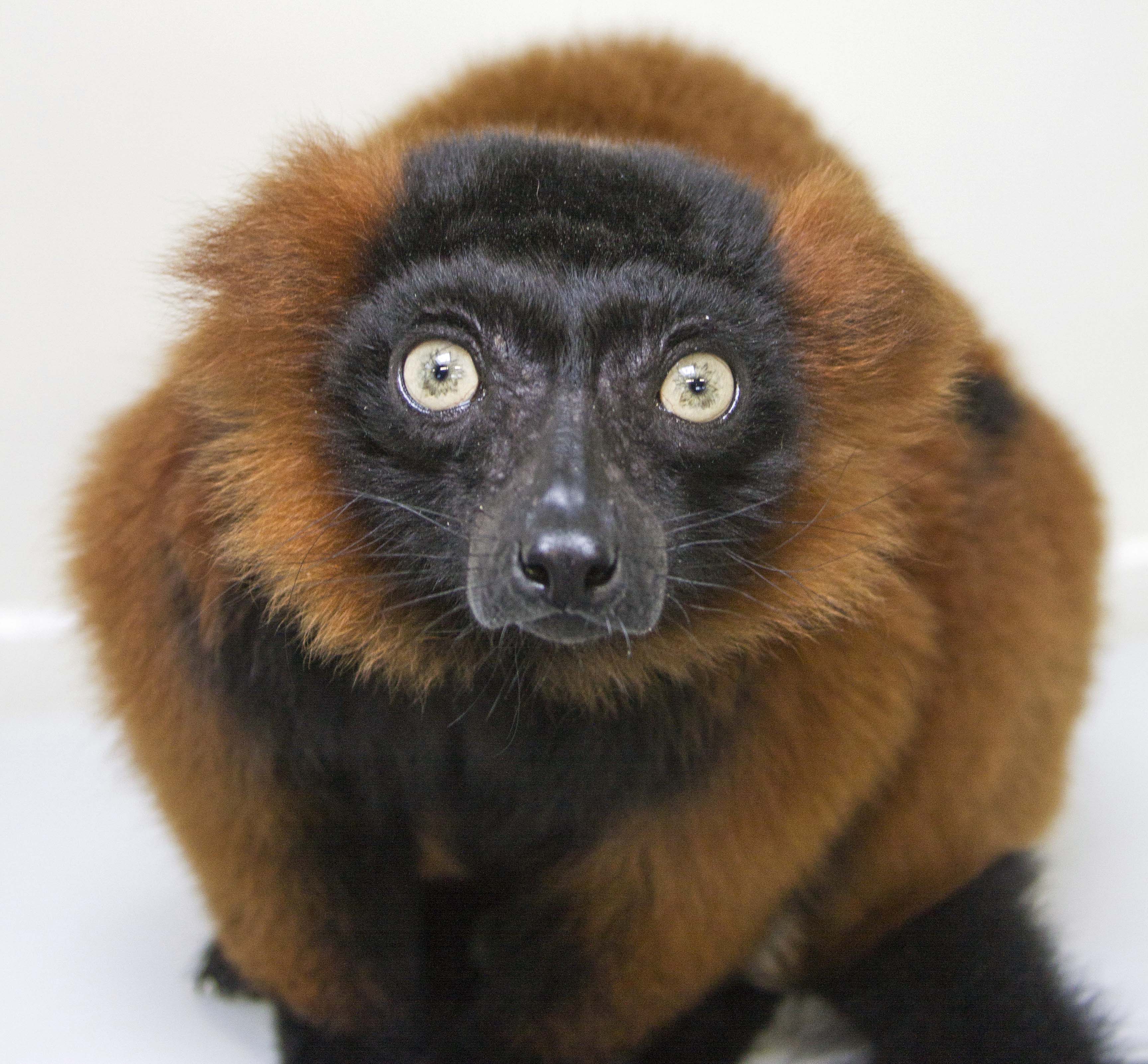Red-ruffed lemur at the Tennessee Aquarium