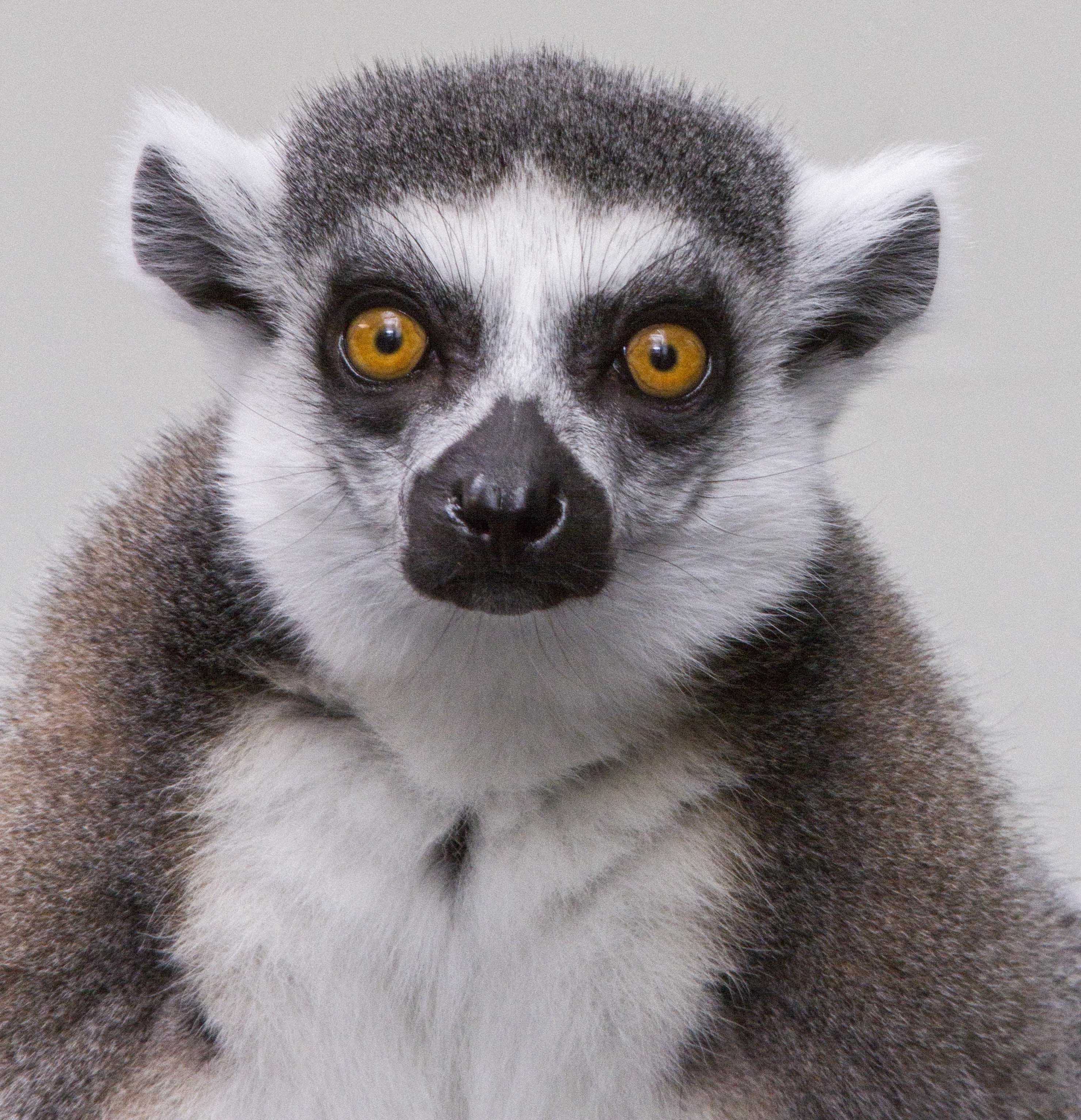 Ring-tailed lemur at the Tennessee Aquarium