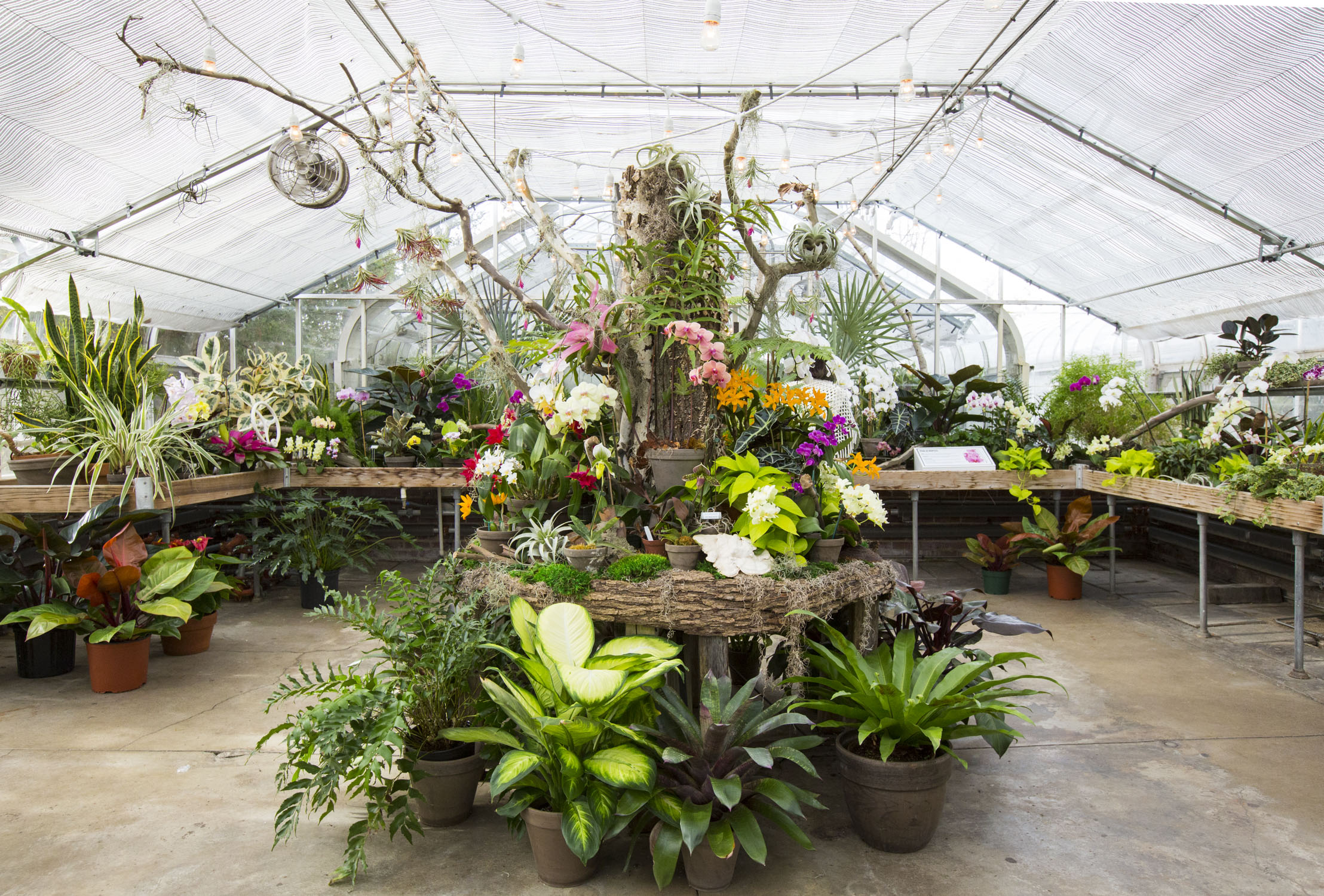 Exotic Orchids in Bloom at the Indianapolis Museum of Art