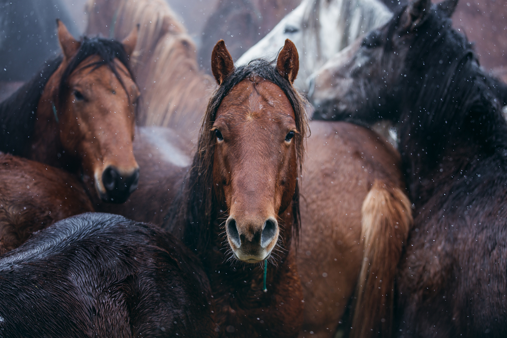 BLM Mustangs at the Wild Horse Facility in Burns, Oregon