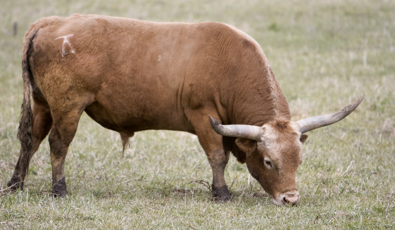 Bull cock. Cattle brand. Shade Cattle. A picture of a Cattle brand.