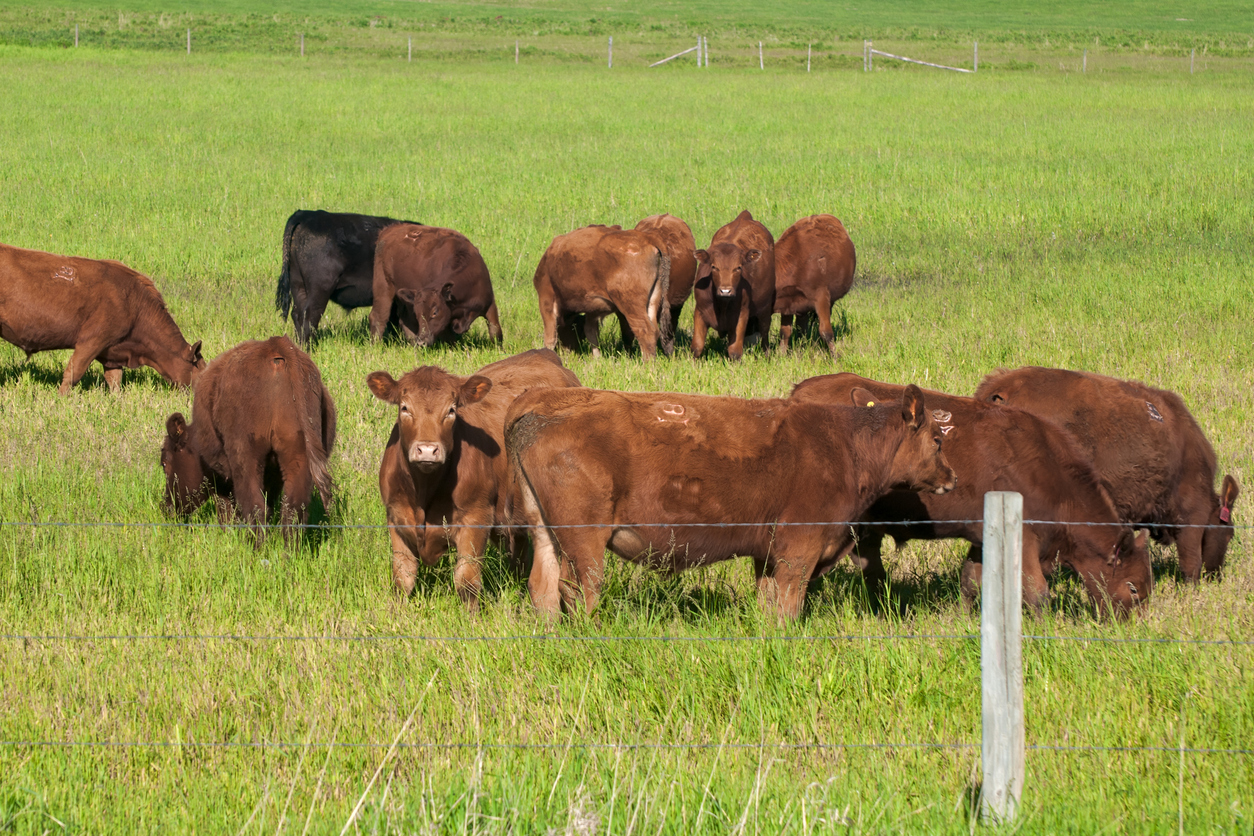 Kansas Department of Agriculture Launches First Cattle Brand Registration Program of Its Kind with Kelly Registration Systems Tool