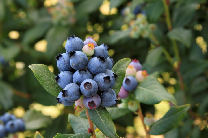 Perpetua will give you two crops of delicious and sweet blueberries!
