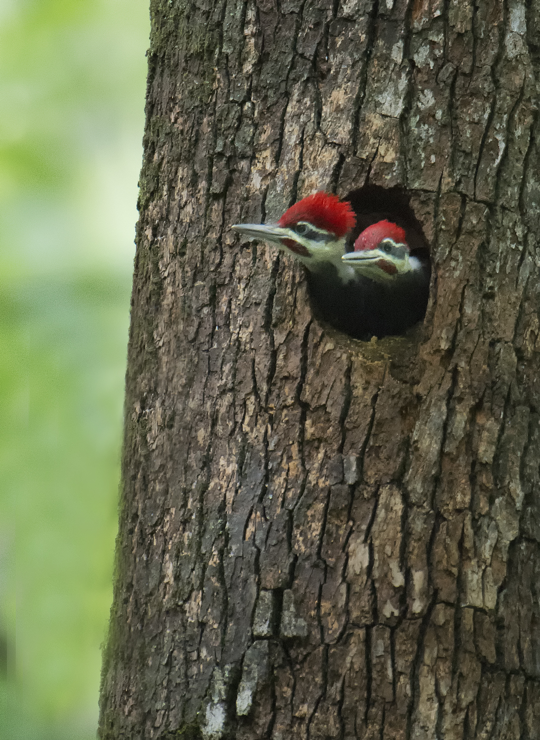 Pileated Chicks in South Carolina