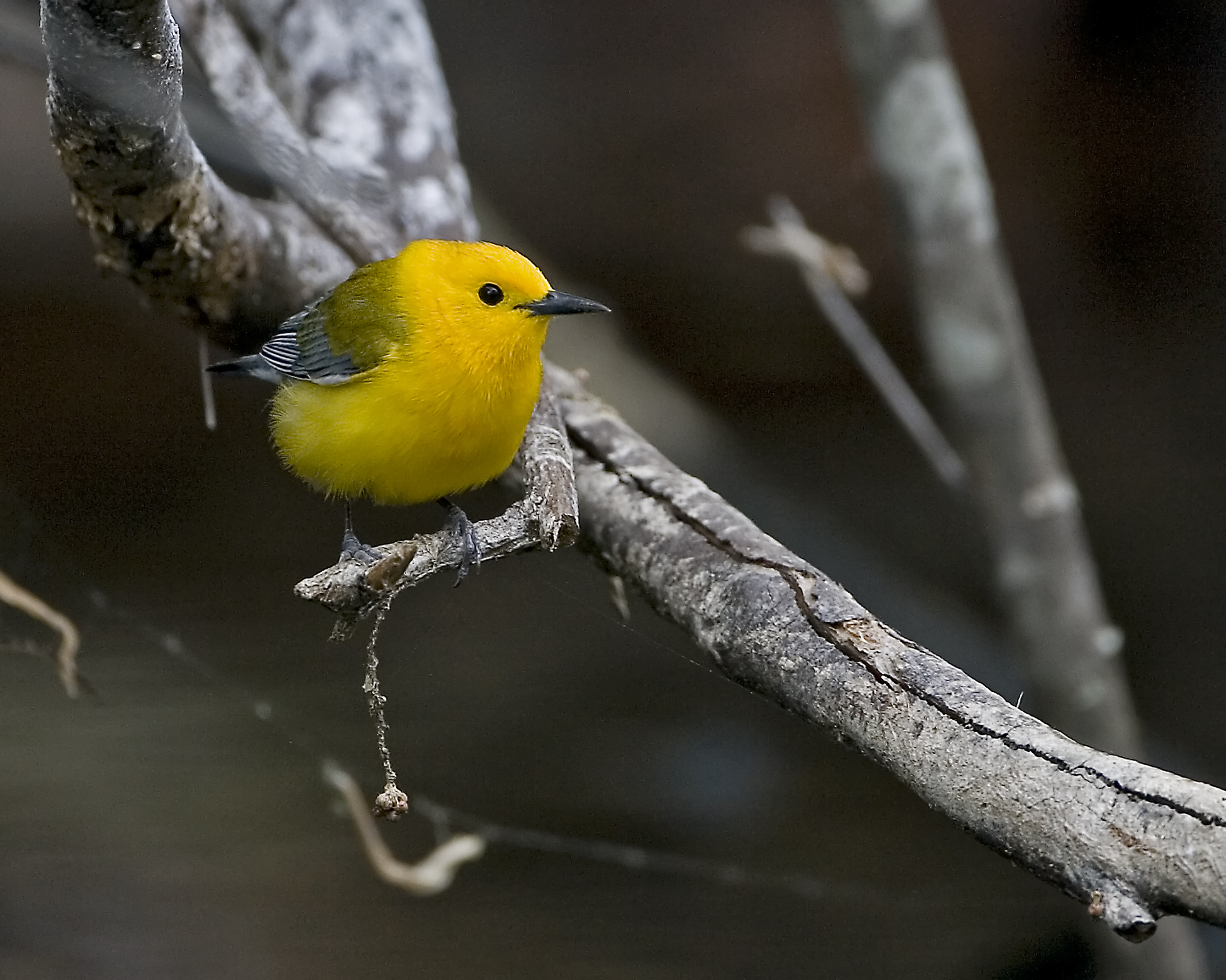 Prothonotary Warbler in Summerville, South Carolina.