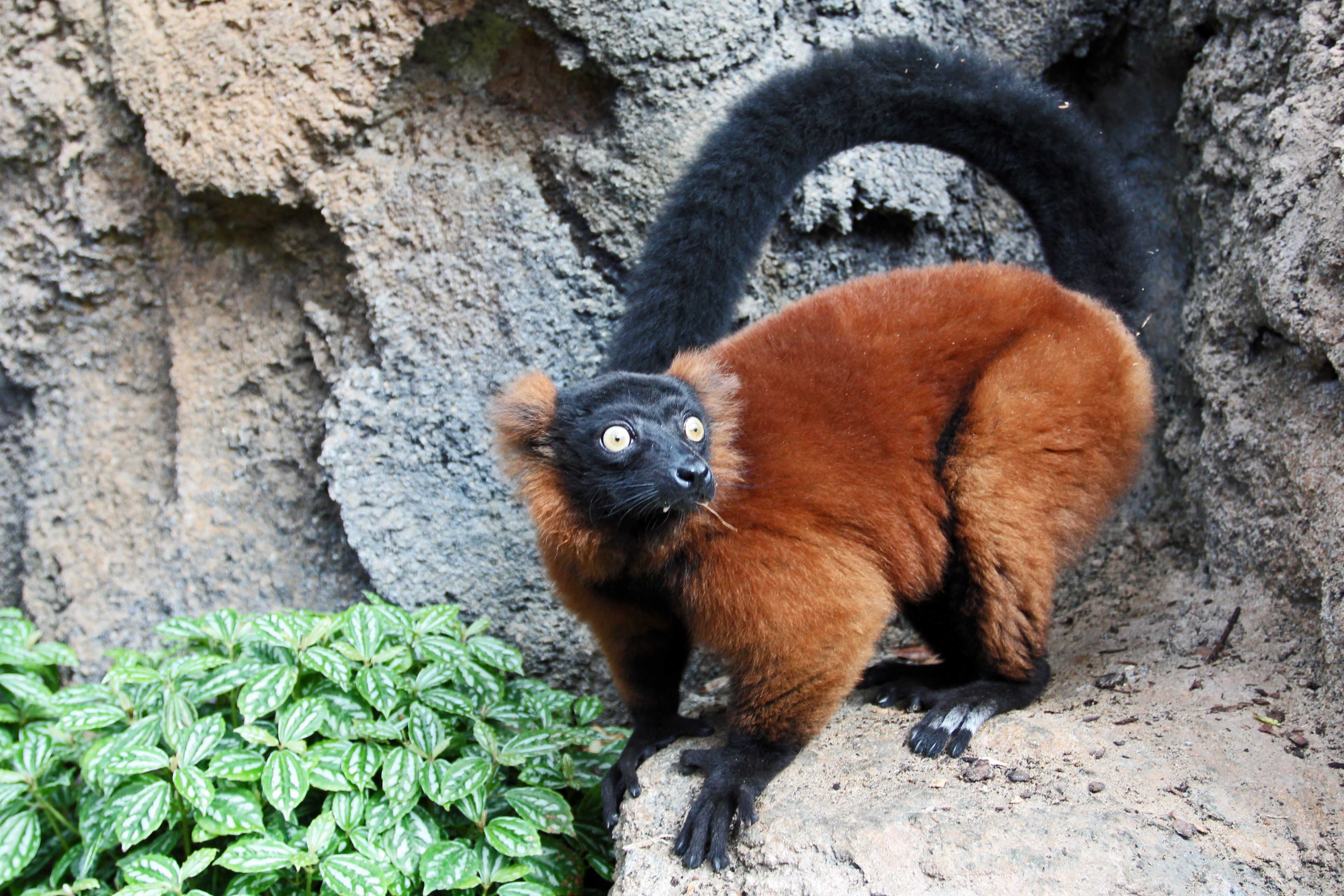 Red-ruffed lemur at the Tennessee Aquarium