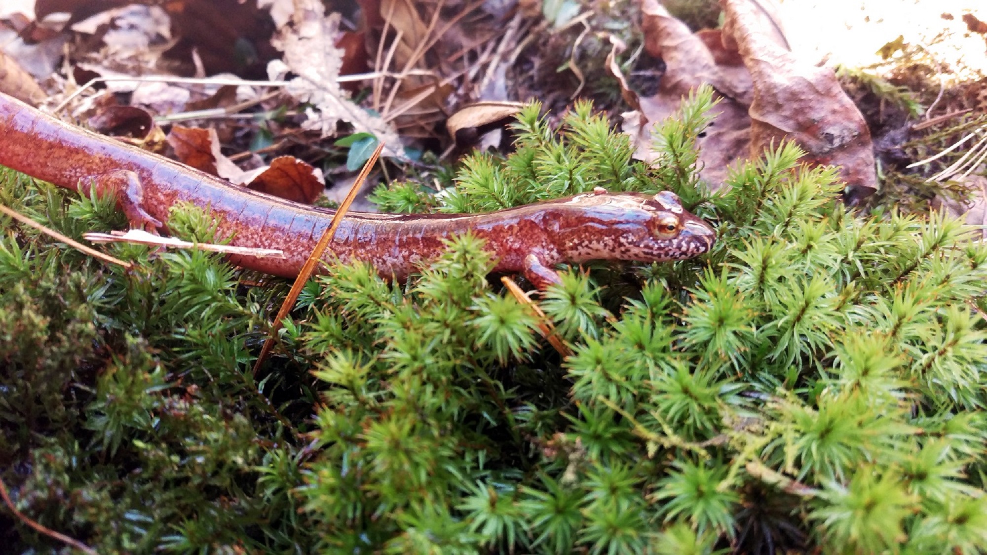 A Spring Salamander, pictured, is one of several salamander species being used in a series of experiments analyzing how climate change affects sensitive aquatic species