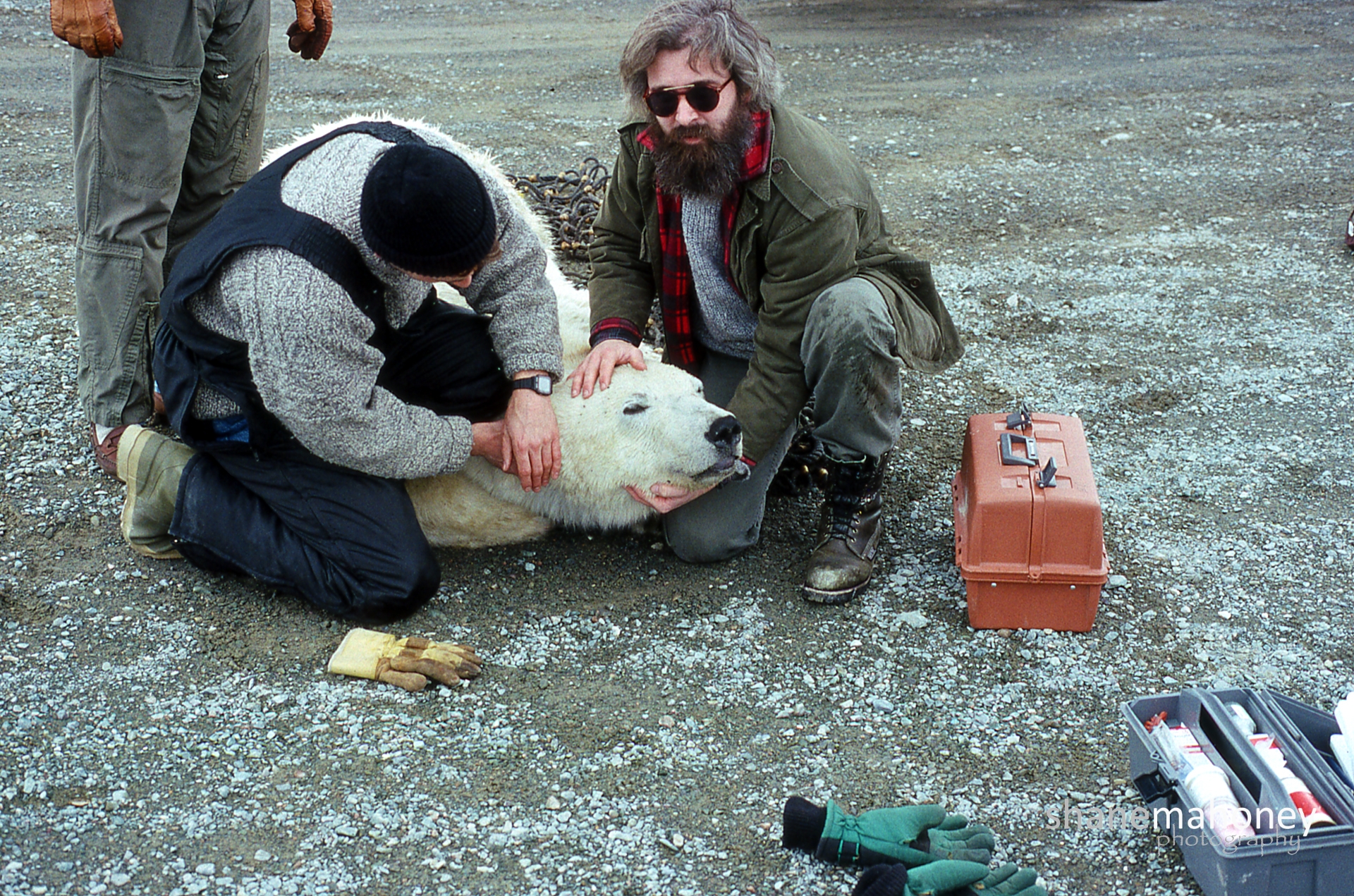 Mahoney helps relocate an errant polar bear in Bay Bulls, Newfoundland in 1990