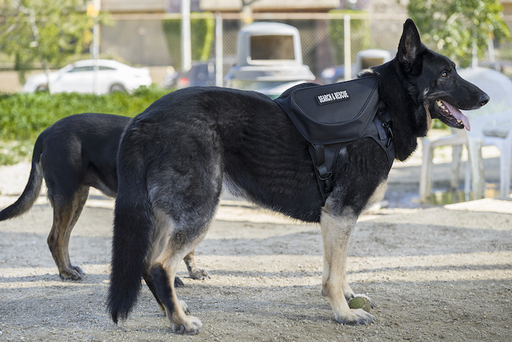 Working dogs benefit from the Clickit Terrain safety harness design.