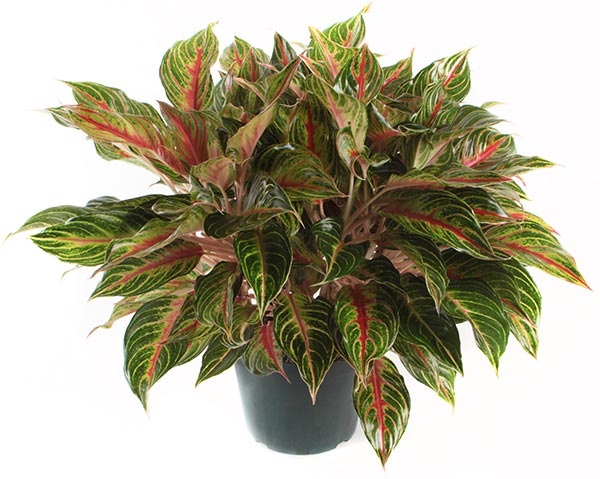 Grow Red Aglaonema practically anywhere – it thrives in both low light and bright.