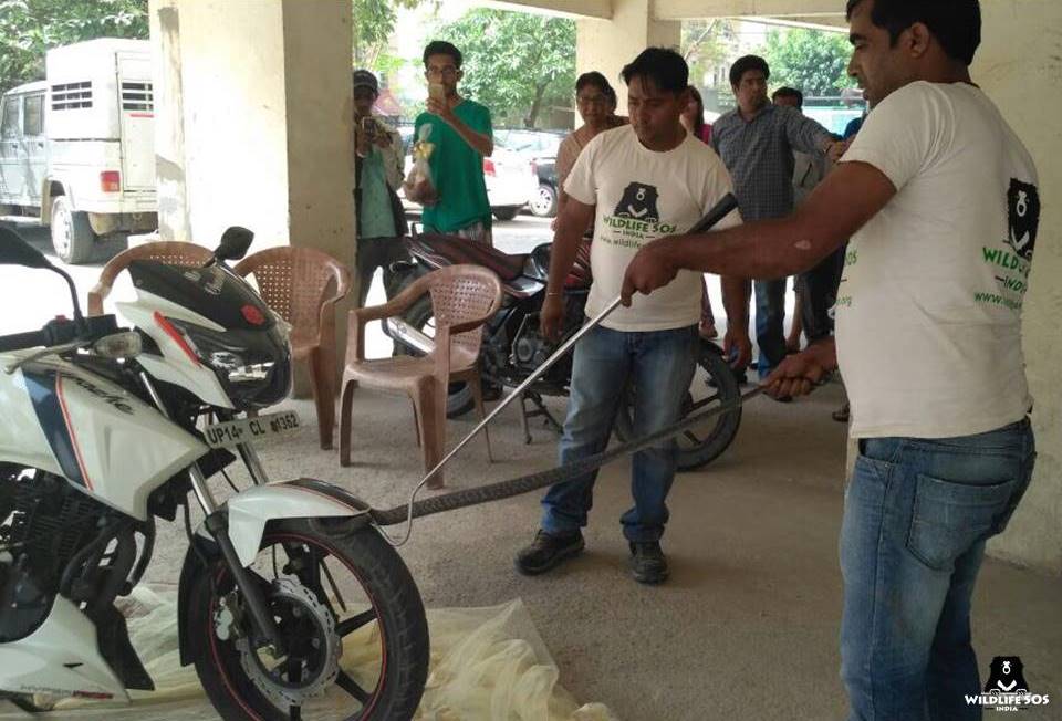 Wildlife SOS rescue workers remove a cobra from the front wheel of a motorcycle in Uttar Padresh.