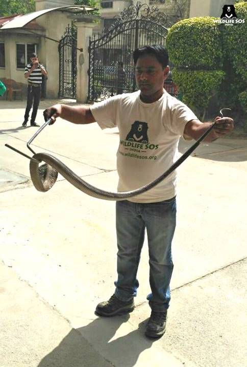 A Wildlife SOS snake specialist handles a 5-foot cobra removed from a motorcycle's front wheel area.