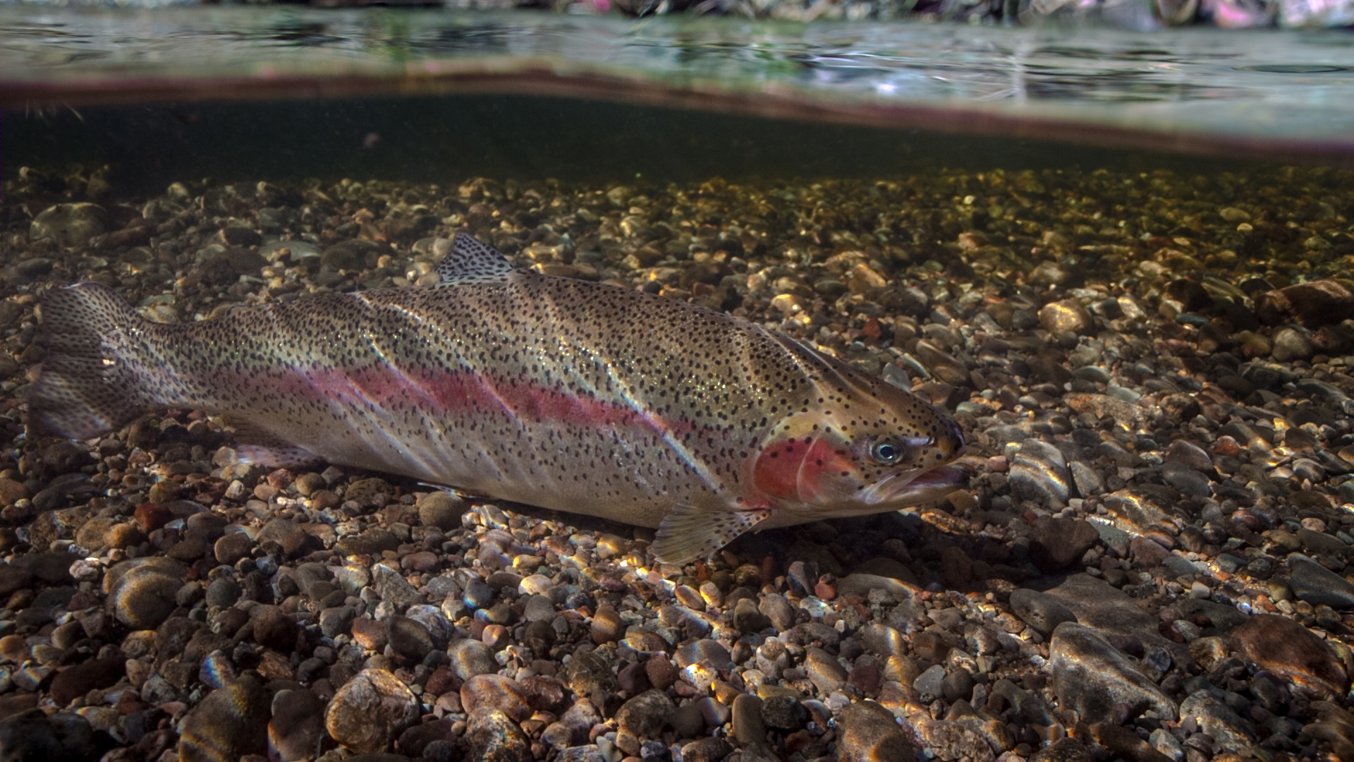 Adult steelhead in the Hood Canal