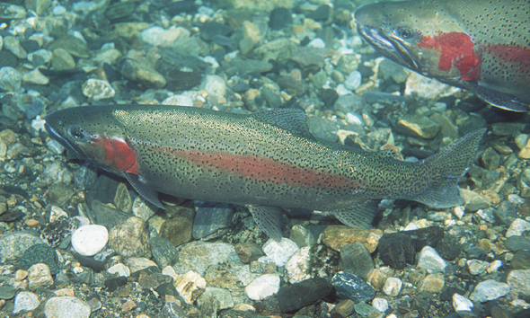 Adult steelhead