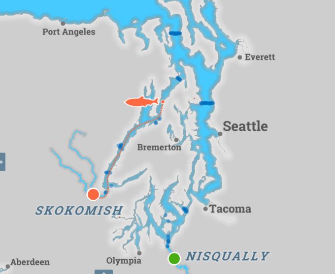Steelhead migration routes during Survive the Sound