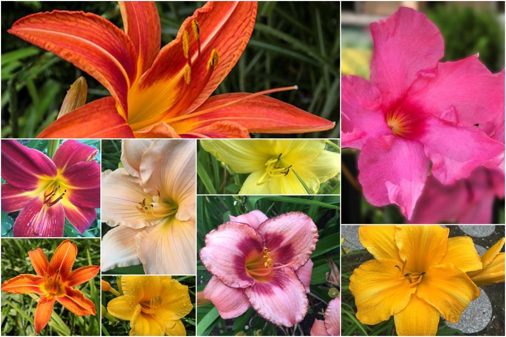 Courtyard Flowers