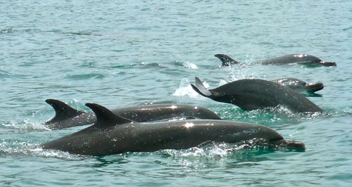 Bottlenose Dolphins in breeding grounds of mangrove estuary.