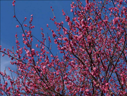 Flowering Cherry in decline: At first glance, this tree looks perfect. A closer inspection shows little or no bloom at the branch tips, a key warning sign of health problems.