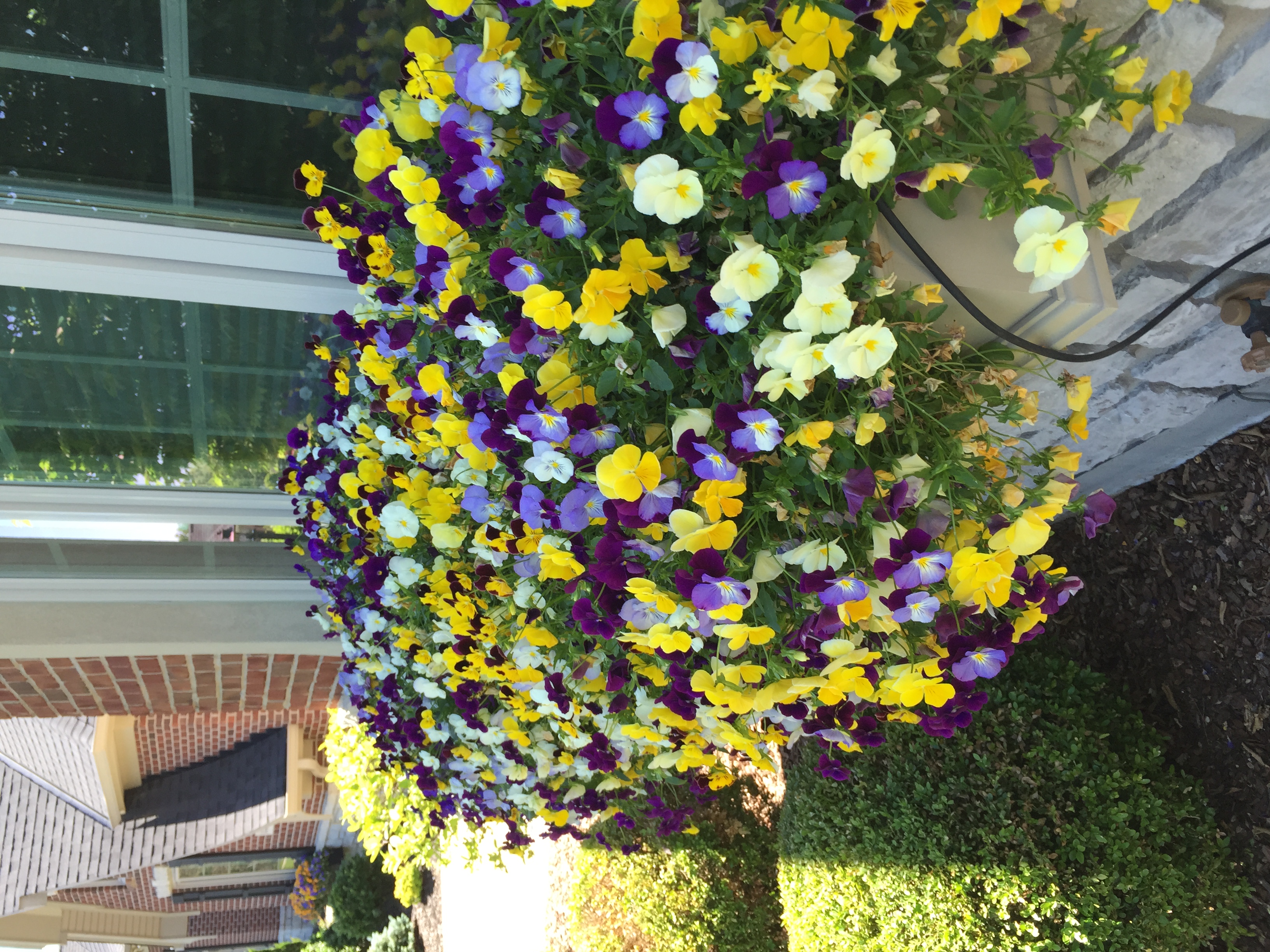 Spring color ads beauty to any home in a WOW Windowbox