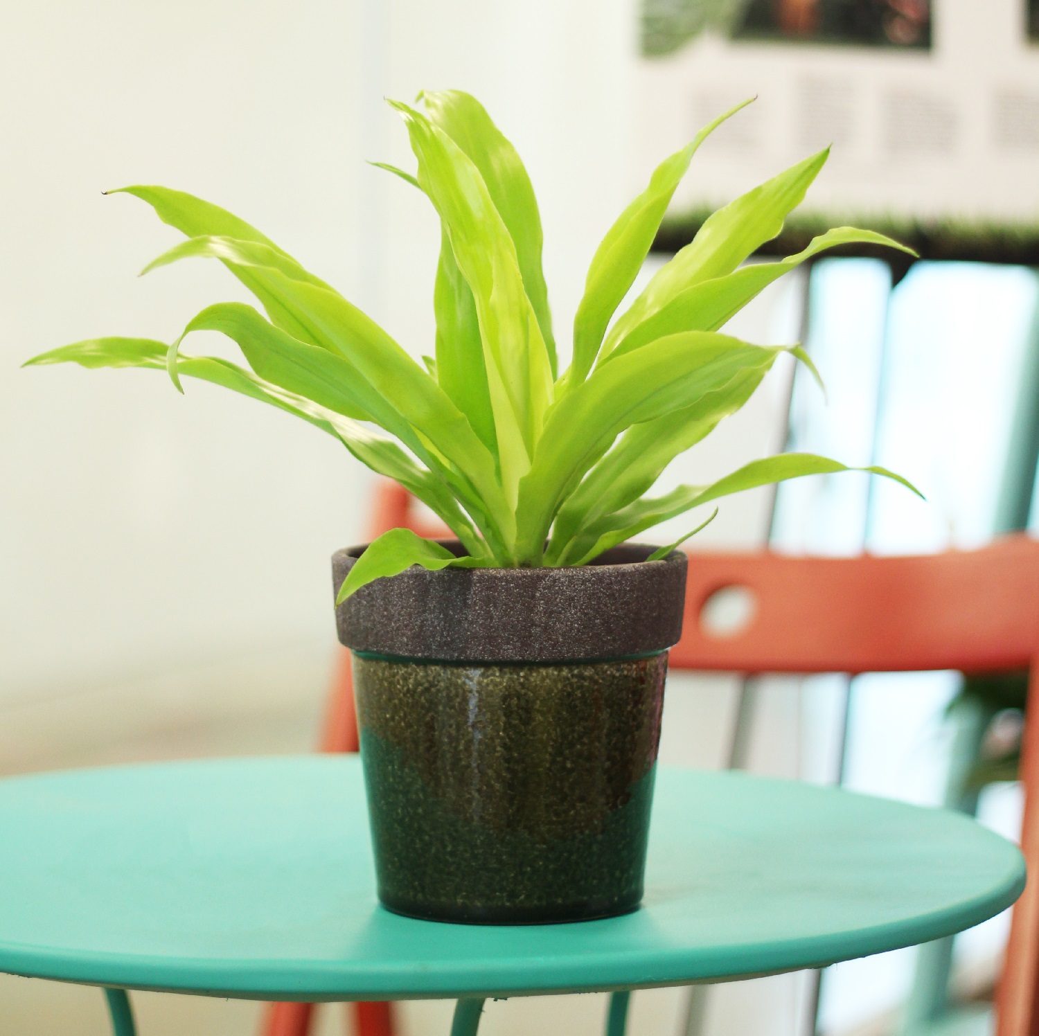 ‘Limelight’ Dracaena is a good choice for brightening any room.