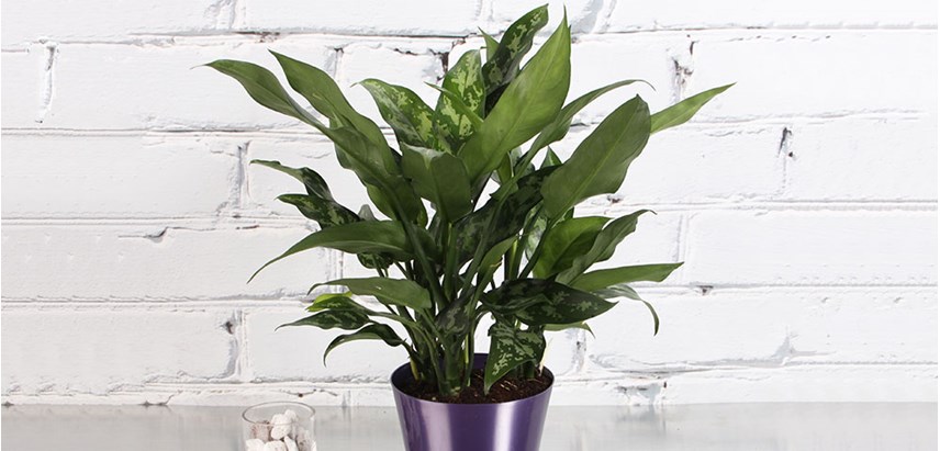 The striking striped leaves and occasional flowers of Chinese Evergreen make it one of the most attractive air scrubbing plants available.
