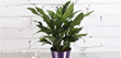 Costa farms, O2 For You, chinese evergreen
