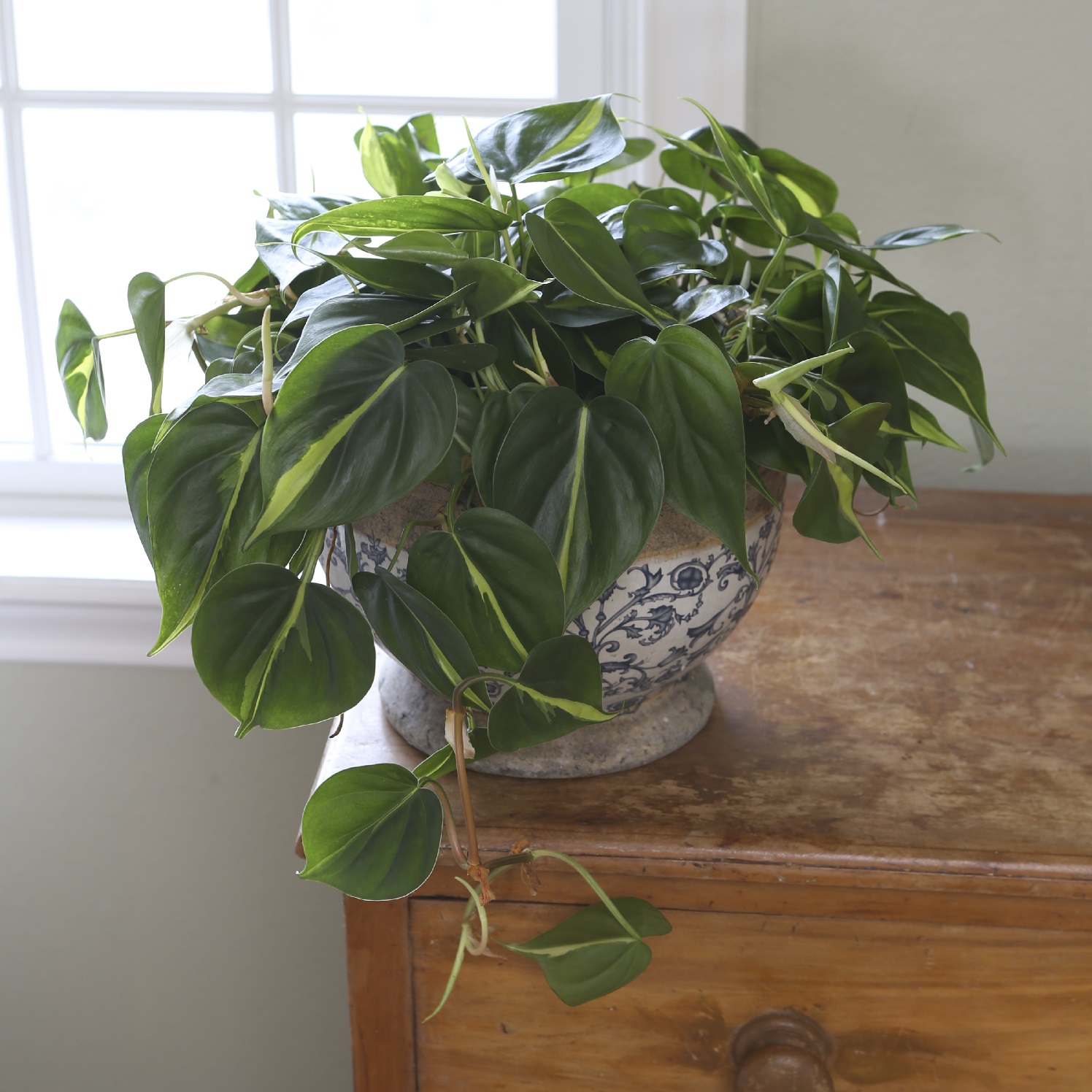 Classic philodendrons are easy to care for and grow just about anywhere.