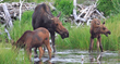 A moose with calves is one example of the variety of wildlife with babies that Wildlife Expeditions’ expert guides may spot on June trips deep into Yellowstone National Park.
