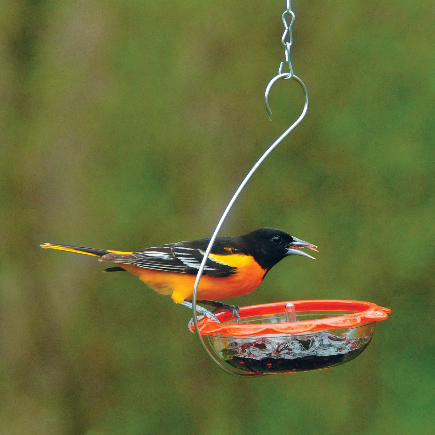 An Oriole visits the BO's Marmalade Hanging Oriole Feeder