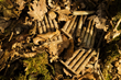 Photograph by Michael St Maur Sheil.  American 30.06 caliber unfired rifle clips in the Meuse Argonne “Pocket” where the so-called “Lost Battalion” fought its gallant action.