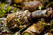 Photograph by Michael St Maur Sheil.  Relic German stick grenade in the U.S. action areas in the Champagne region.