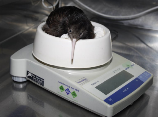 Kiwi eggs and chicks are weighed and monitored every day using METTLER TOLEDO scales. This ensures birds are thriving and gives them a better chance of surviving once they are released.