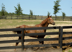 Florida Horse Farm Auction