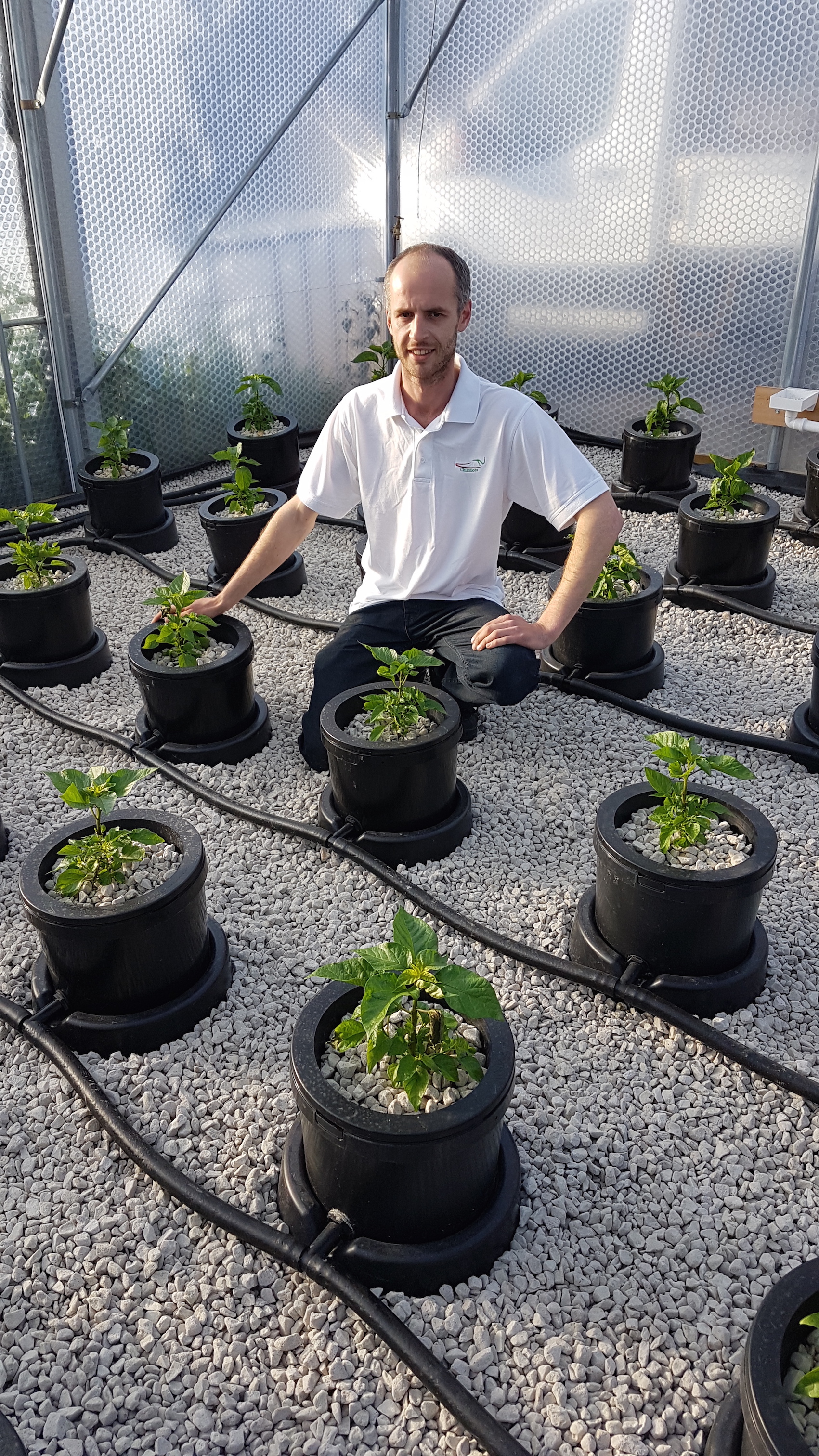 Grower, Neal Price, with Dragon's Breath chilli plants