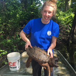 Researcher holding an alligator snapping turtle.