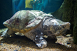 140lb Male Alligator Snapping Turtle at the Tennessee Aquarium. Credit: Casey Phillips / Tennessee Aquarium