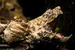 Alligator Snapping Turtle at the Tennessee Aquarium in Chattanooga displays its worm-like lure. Credit: Casey Phillips / Tennessee Aquarium