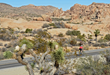 Road cyclists can count on a memorable ride through Joshua Tree National Park during Sojourn's new Joshua Tree and Palm Springs tour that debuts in November 2017.
