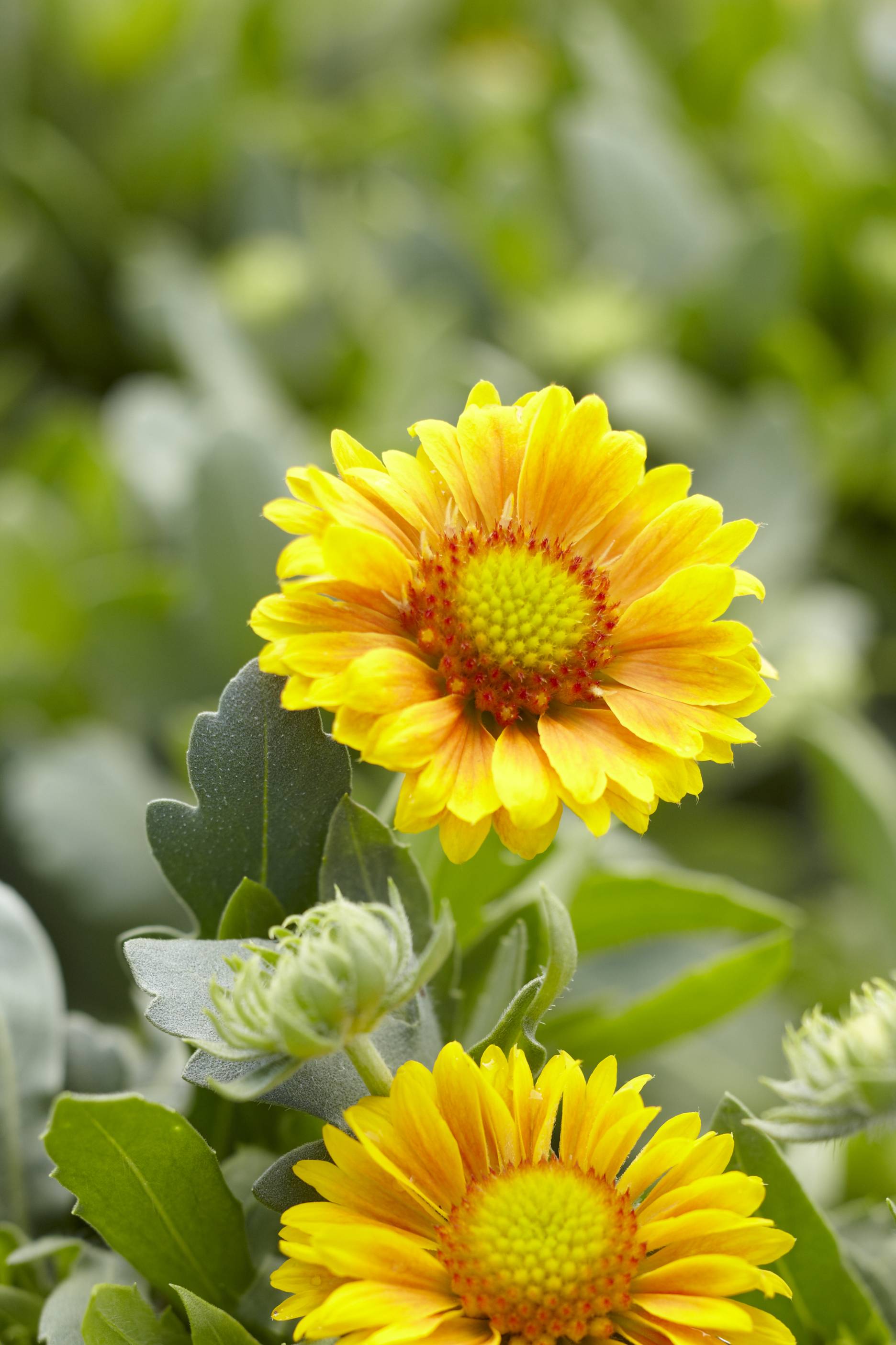 Award-winning ‘Arizona Apricot’ gaillardia (also called blanketflower) is another easy-care North American native that blooms nonstop from late spring to fall.