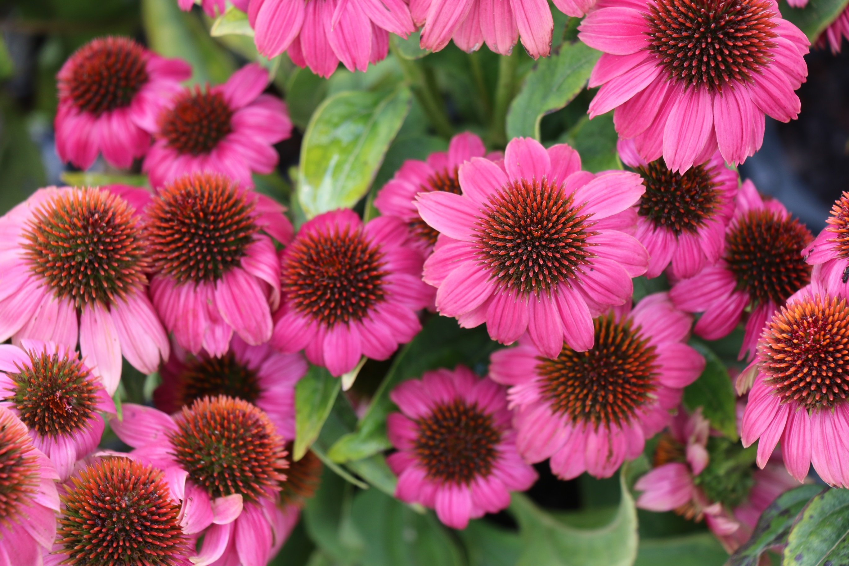 Coneflower, also called Echinacea, is a favorite of butterflies and a native of North America.