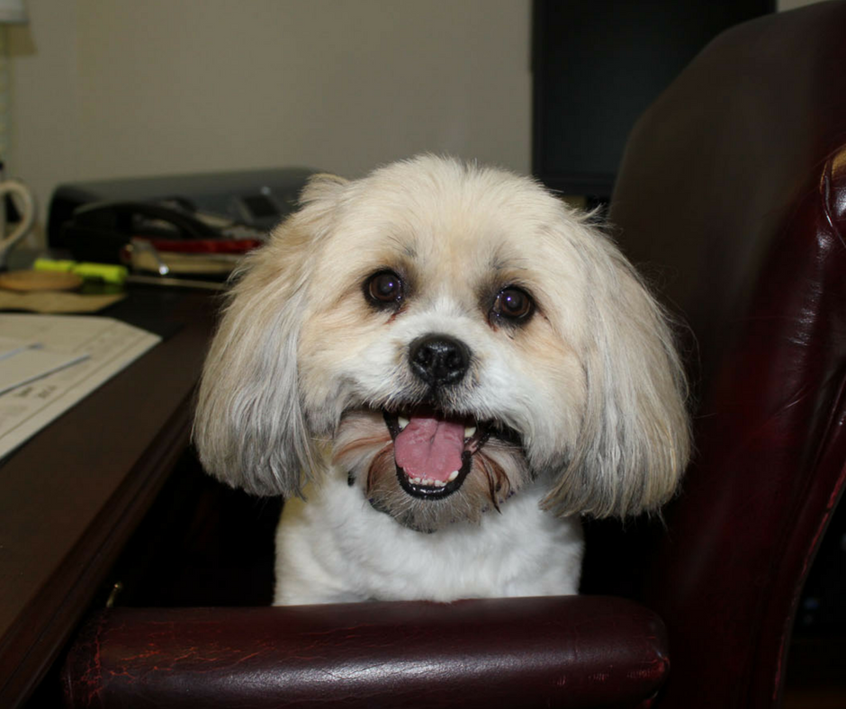 Jilly, Take Your Dog To Work Day participant