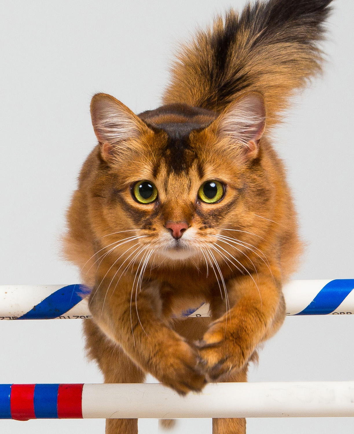 Cats can jump and compete against each other