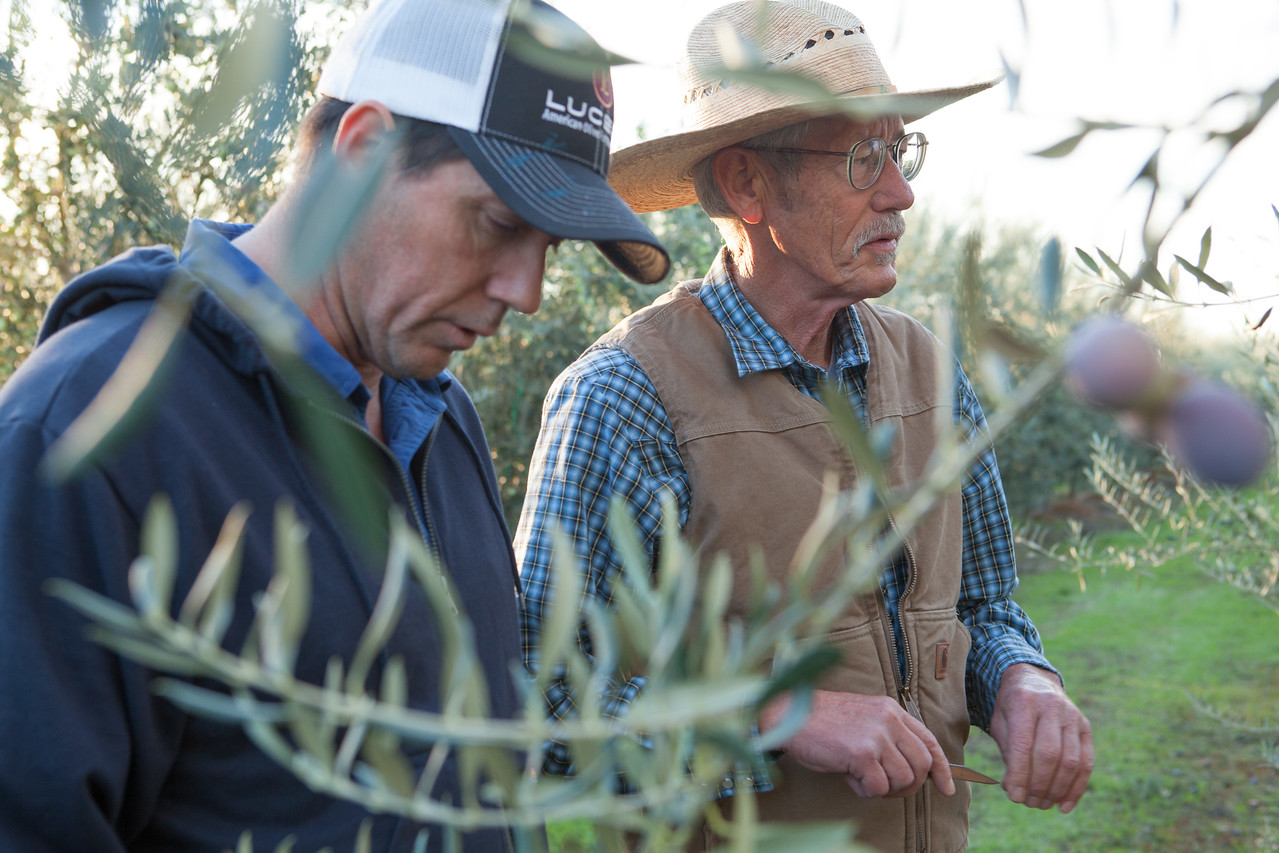 Brothers Brian (left) and Robert Crane inspect olives last Fall before the hand harvest begins.