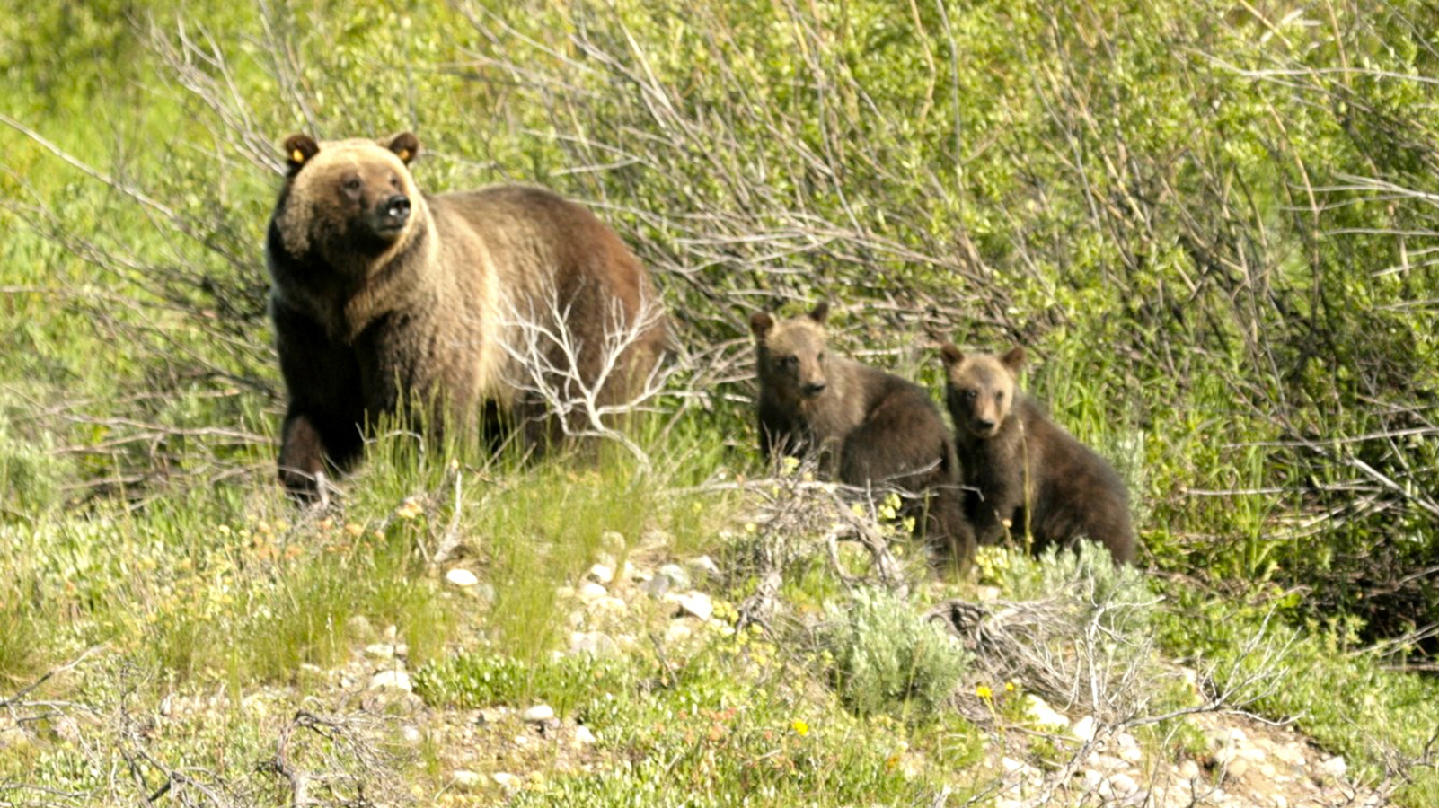 Guests of Wildlife Expeditions of Teton Science Schools solar eclipse trips may spot bears in Grand Teton National Park this August (photo by Paul Brown).