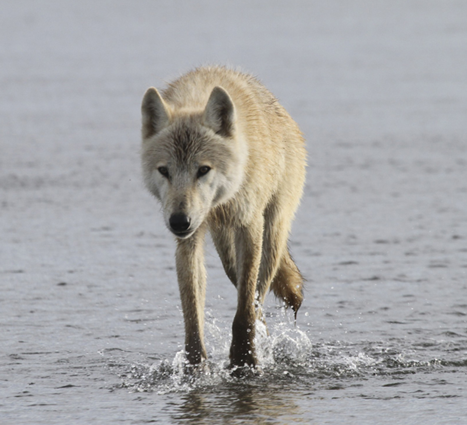 Wolves are one of many exciting wildlife that can be spotted on Wildlife Expeditions of Teton Science Schools Solar Eclipse Expeditions this August (photo by Paul Brown).