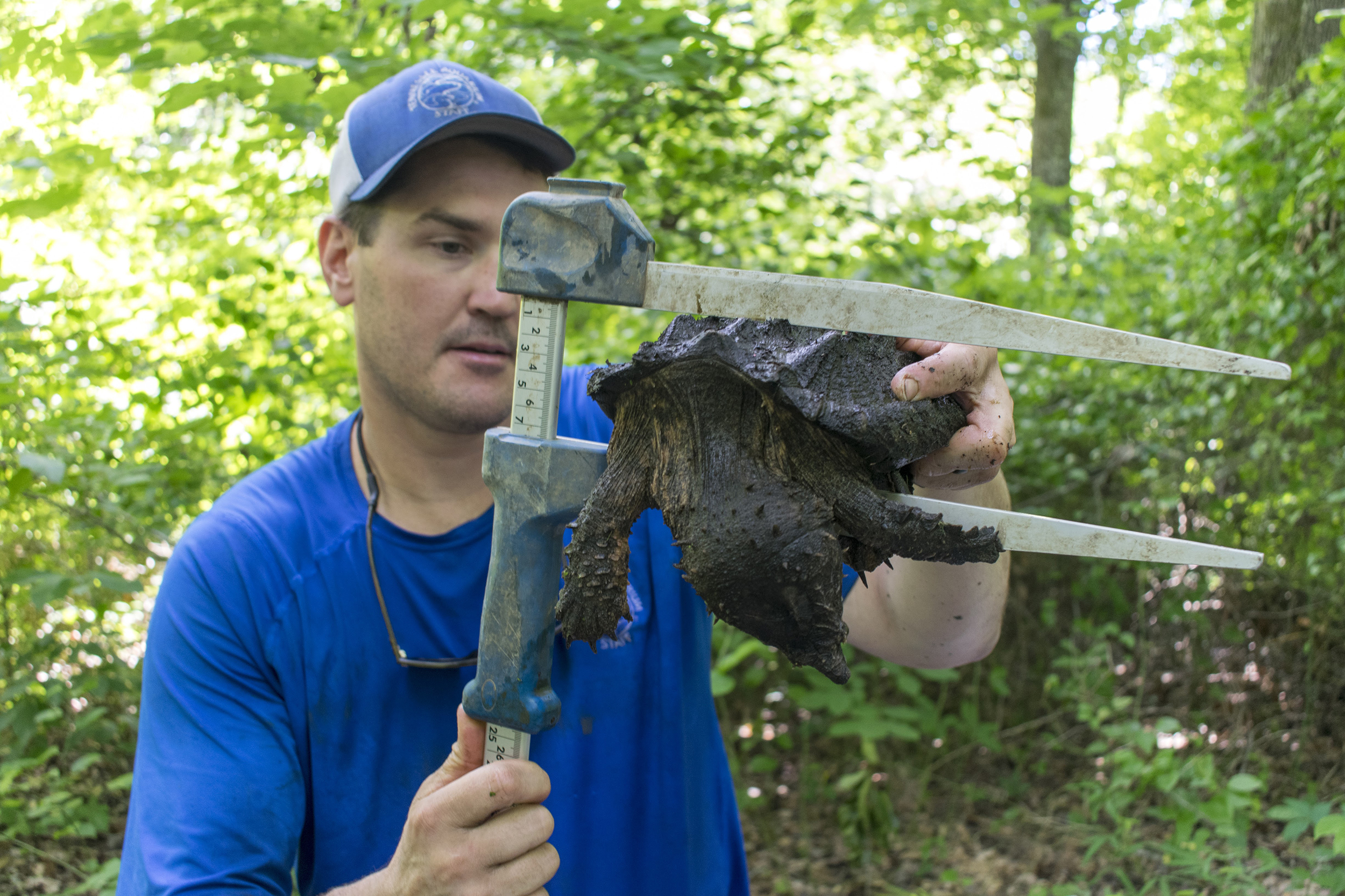 Tennessee Aquarium Conservation Institute biologist Dr. Josh Ennen measures an Alligator Snapping Turtle recovered during field research in West Tennessee. These turtles are being studied for possible