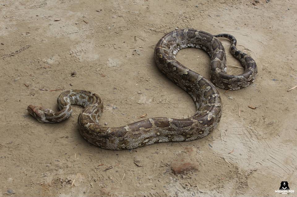 A photo of the python removed from an Indian Air Force aircraft in Agra by Wildlife SOS.